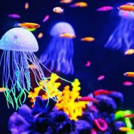 Jellyfishes