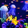 Jellyfishes
